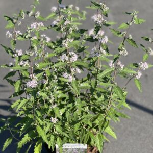 Caryopteris Clandonensis - Blauwbaard - Baardbloem