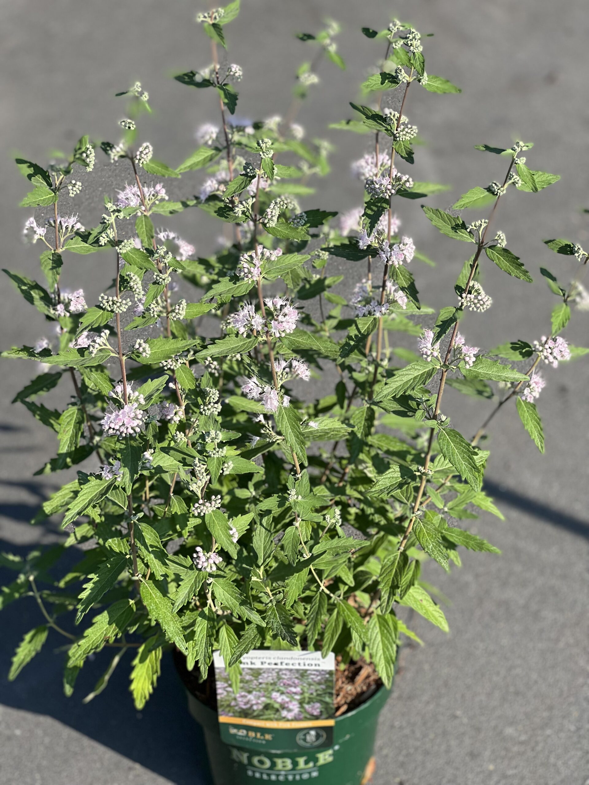 Caryopteris Clandonensis - Blauwbaard - Baardbloem