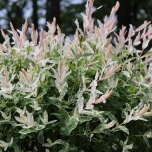 Salix integra Hakuro - Nishiki stamhoogte 95 cm