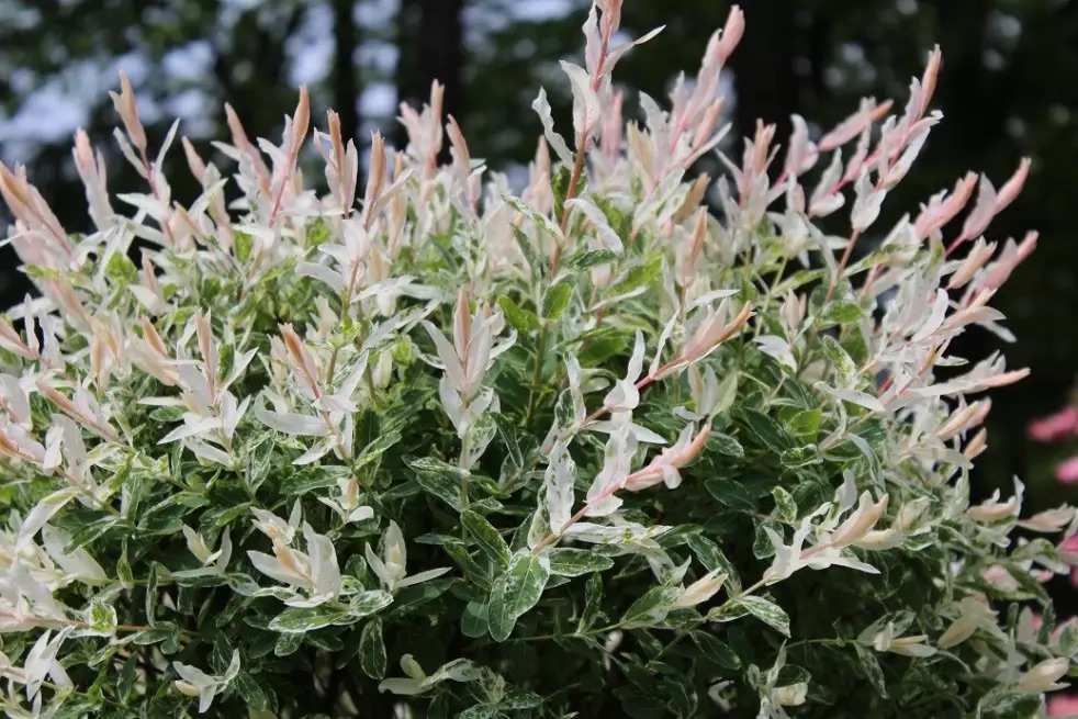 Salix integra Hakuro-Nishiki stamhoogte 130cm