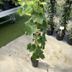 Vitis vinifera Lakemont