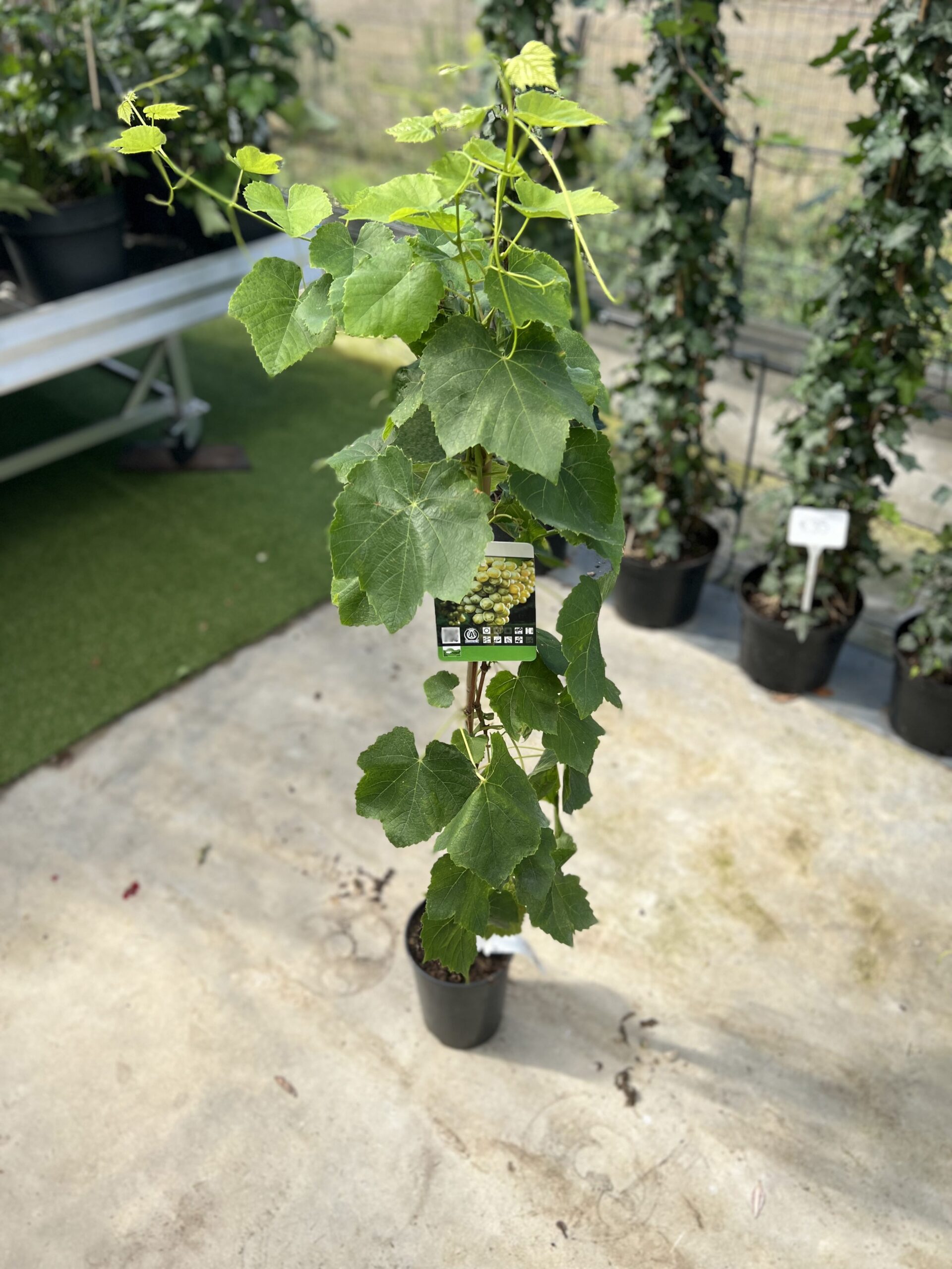 Vitis vinifera Lakemont