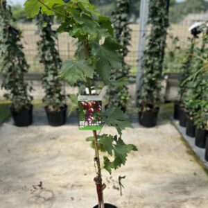 Vitis Vinifera Cardinal