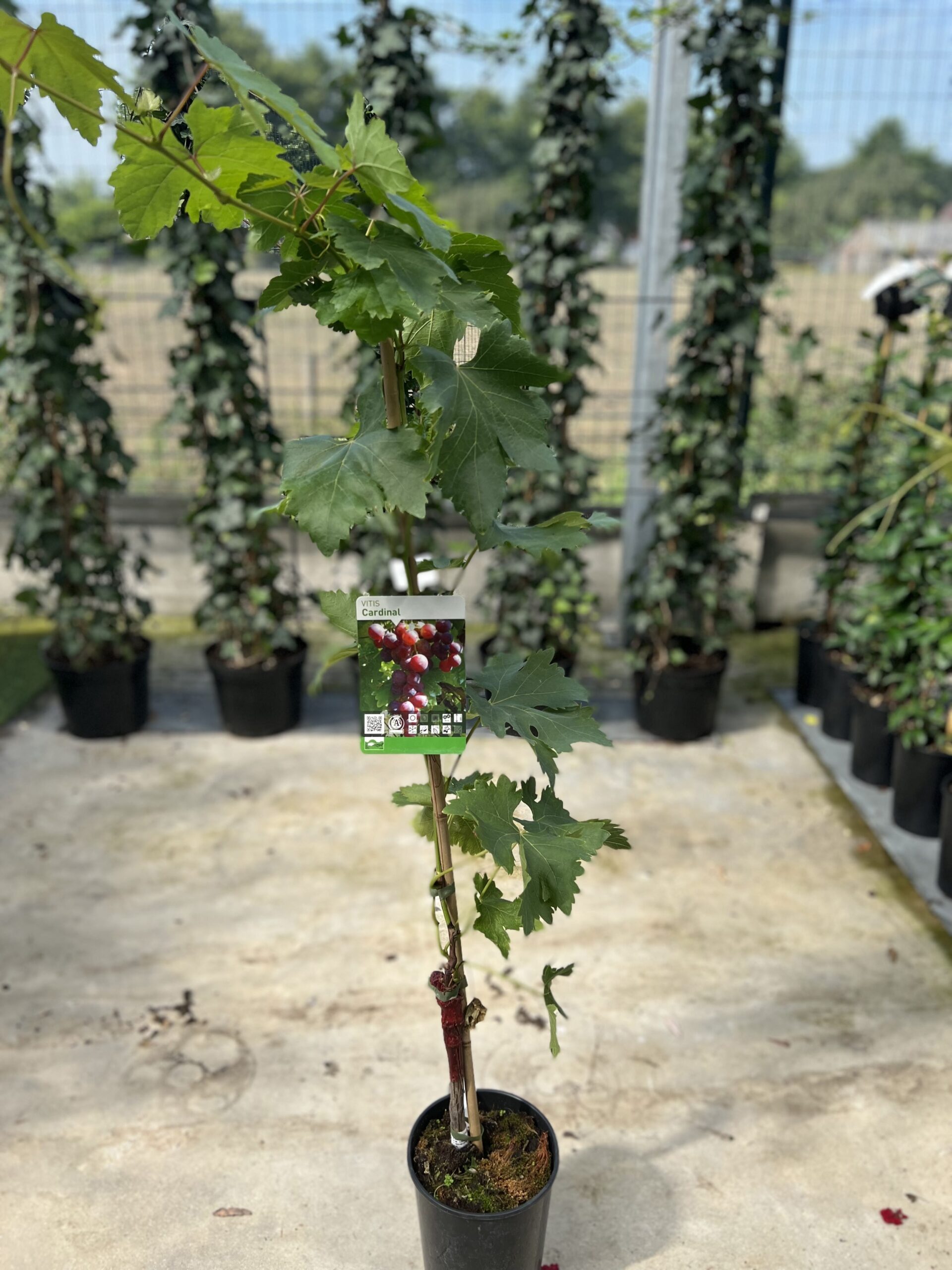 Vitis Vinifera Cardinal