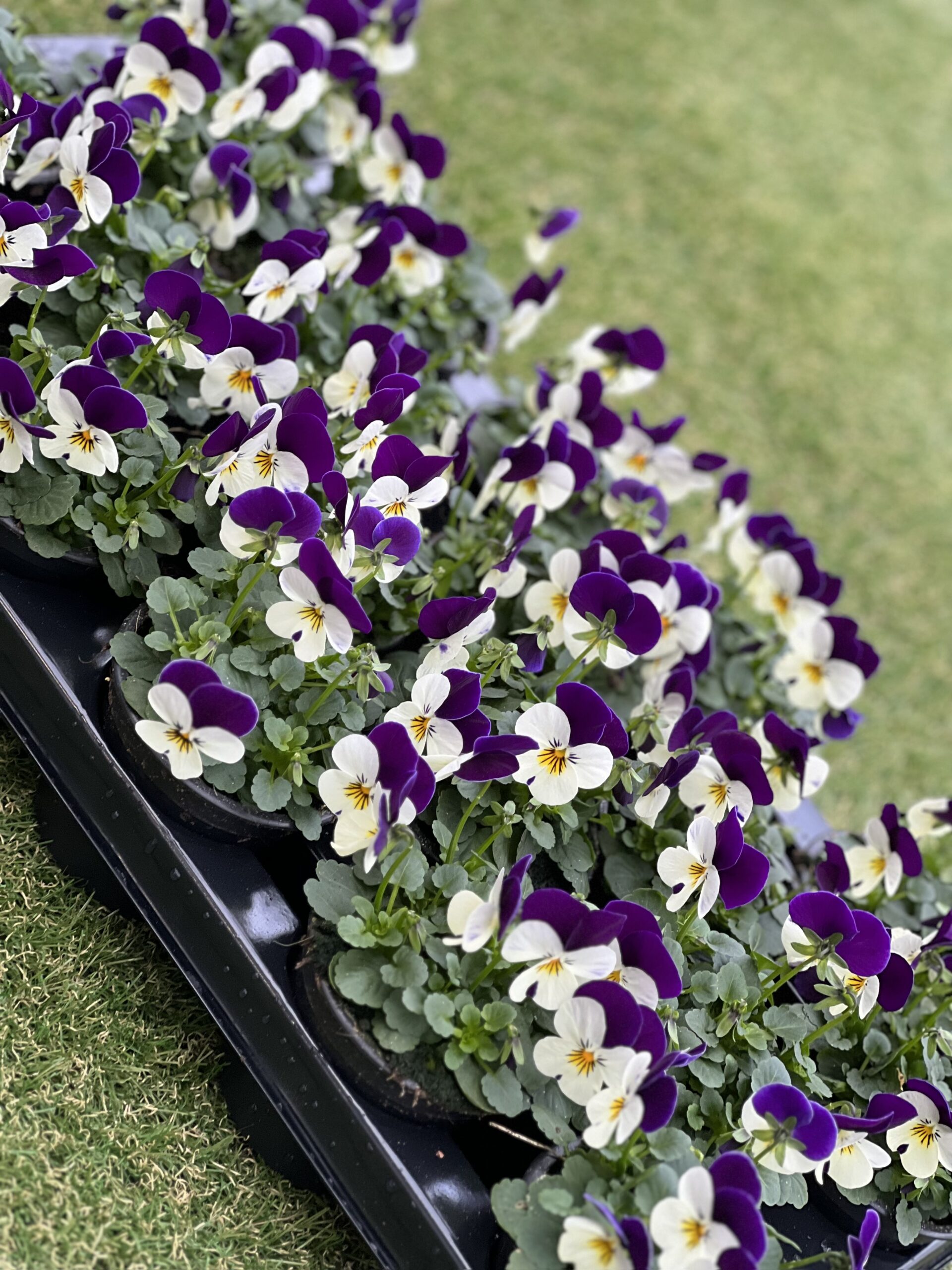 Zomerviool Kleinbloemig - Viooltjes - Image 9