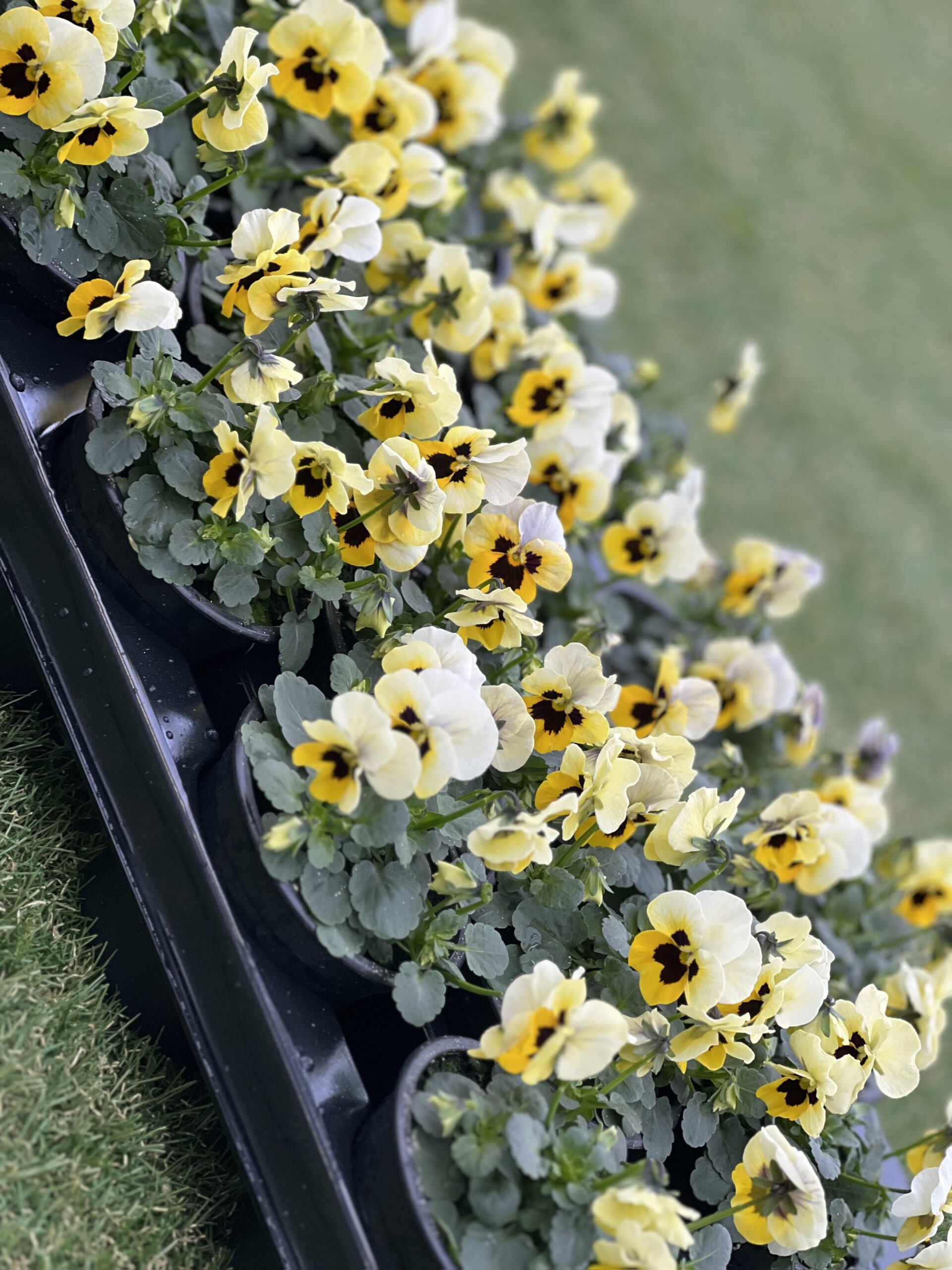 Zomerviool Kleinbloemig - Viooltjes - Image 17
