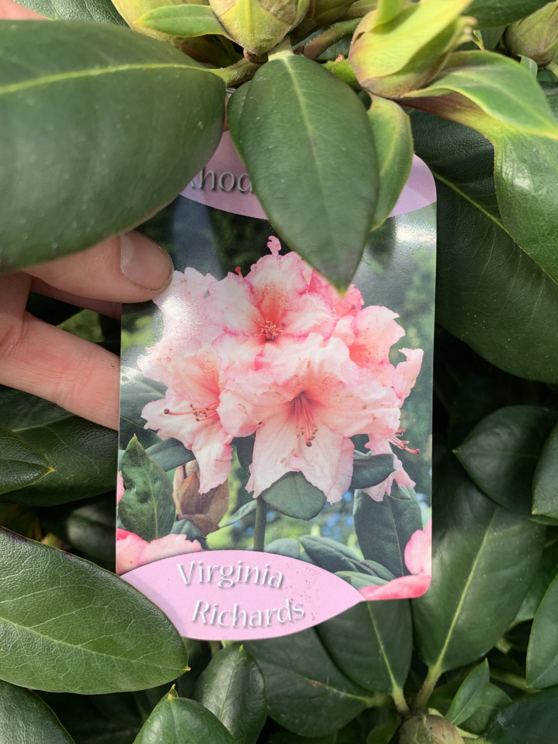 Rhododendron - Image 2