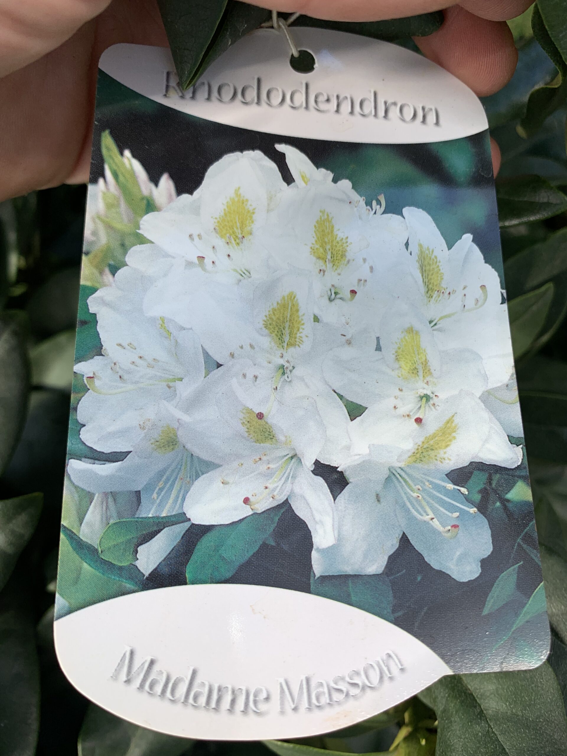 Rhododendron - Image 3