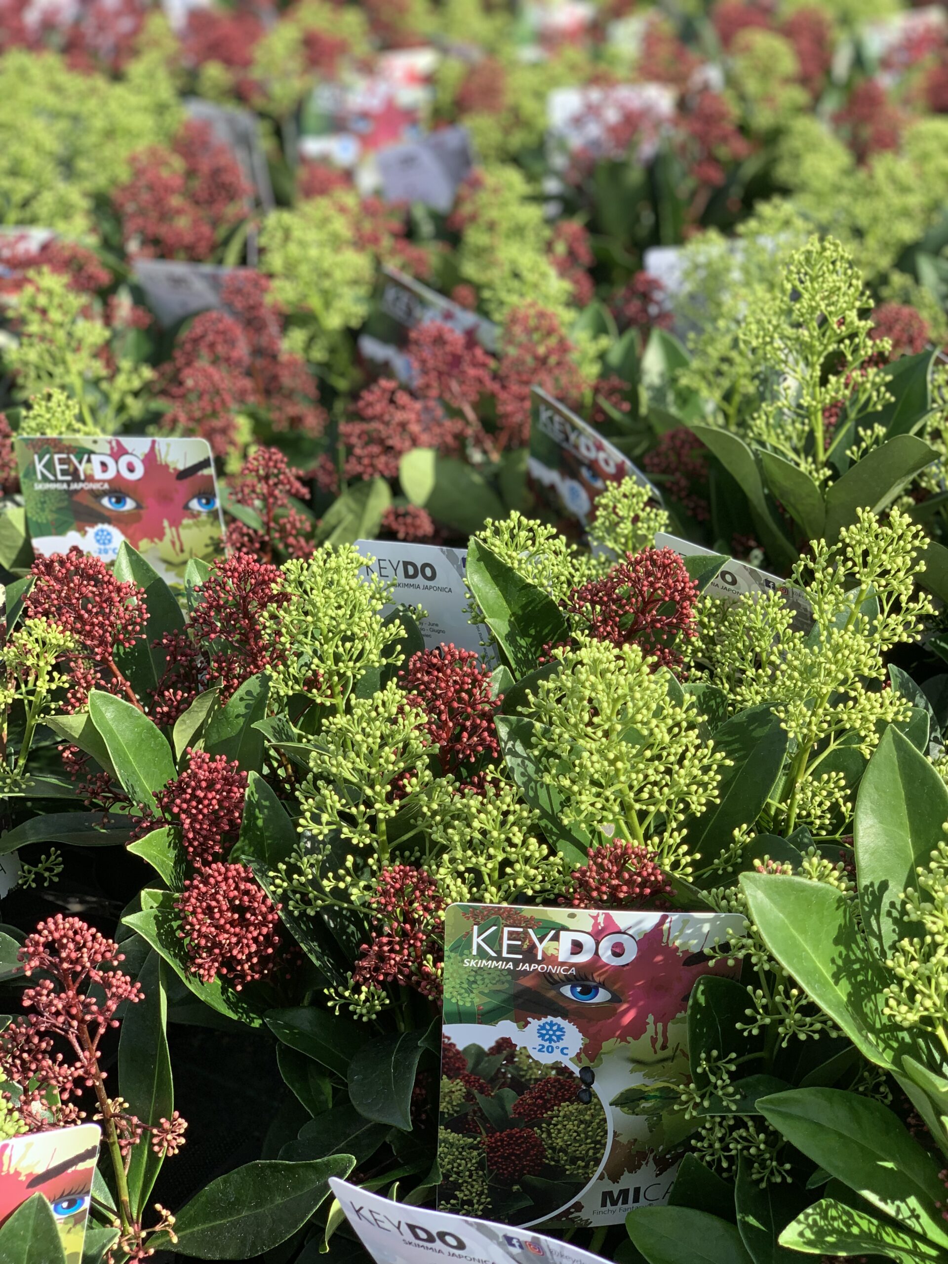 Skimmia japonica Duo - pot 11