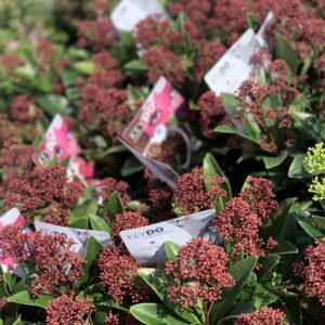Skimmia japonica - pot 12