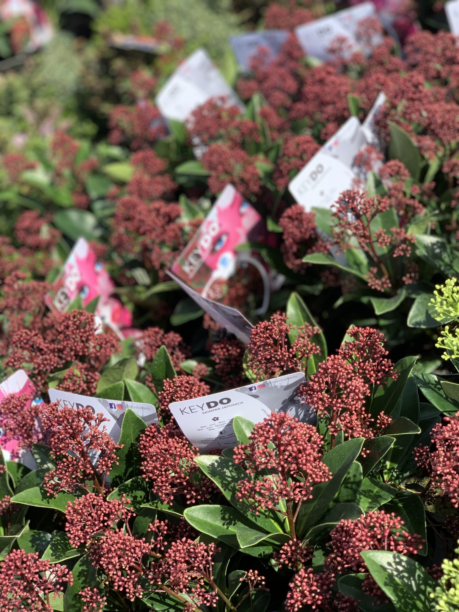 Skimmia japonica - pot 12