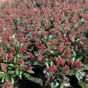 Skimmia japonica - pot 17
