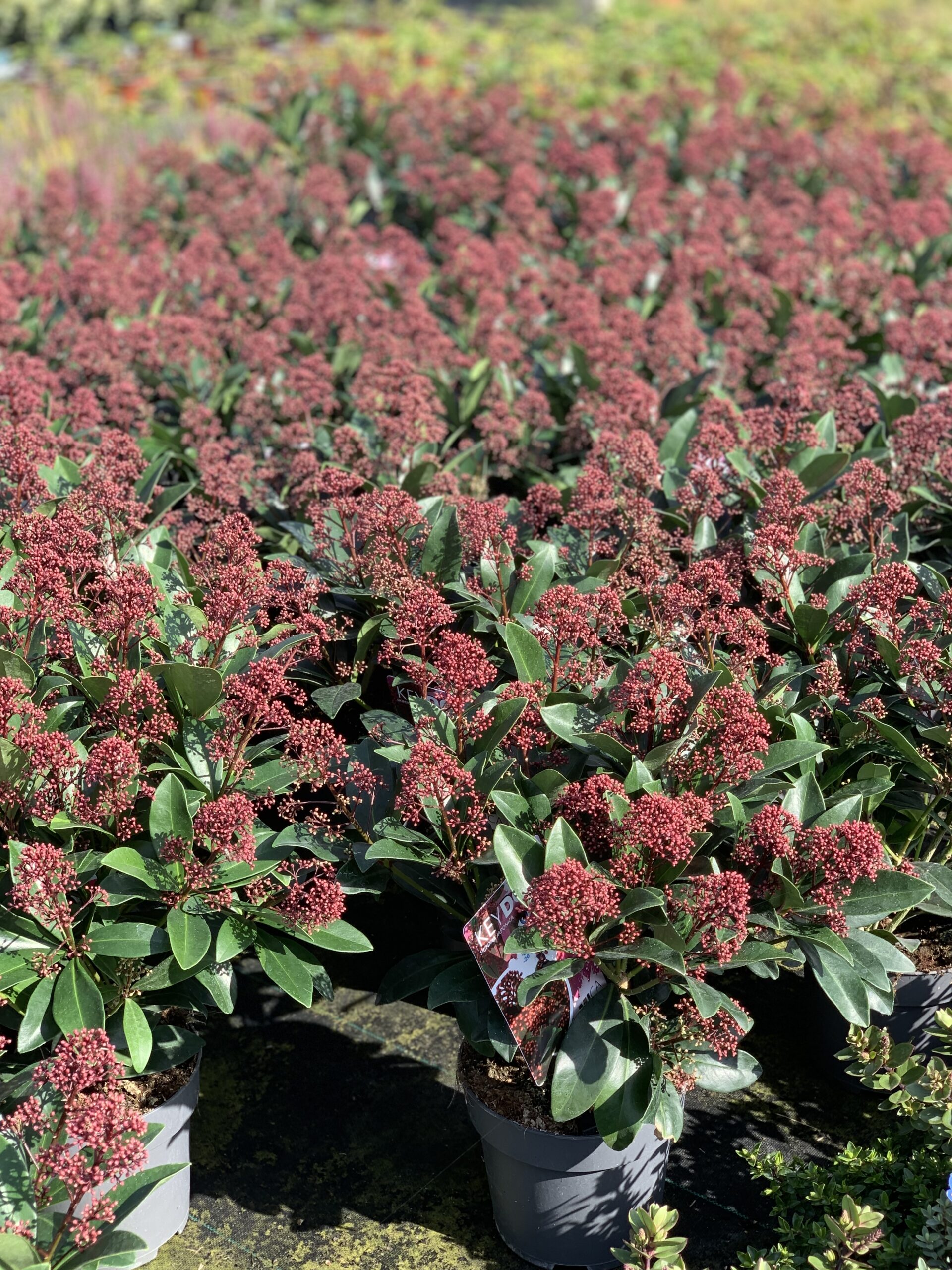 Skimmia japonica - pot 17