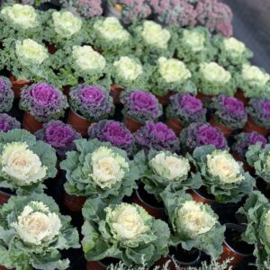 Brassica - Sierkool pot 9