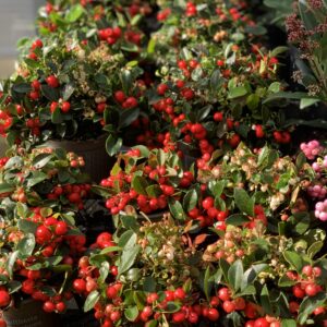 Gaultheria procumbens -  pot 11