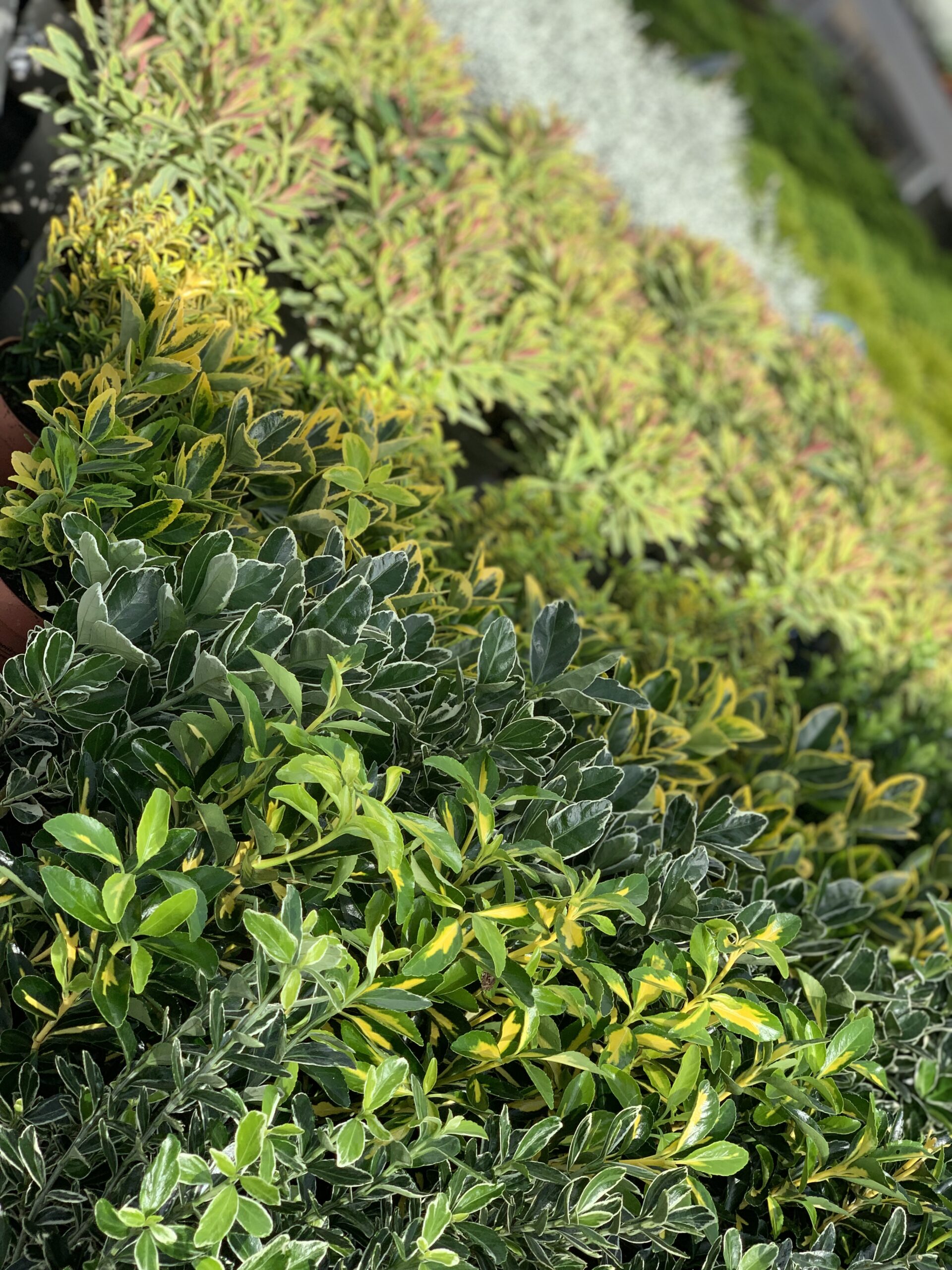 Euonymus - Kardinaalsmuts pot 11