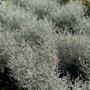Calocephalus brownii - Zilverstruikje pot 10,5