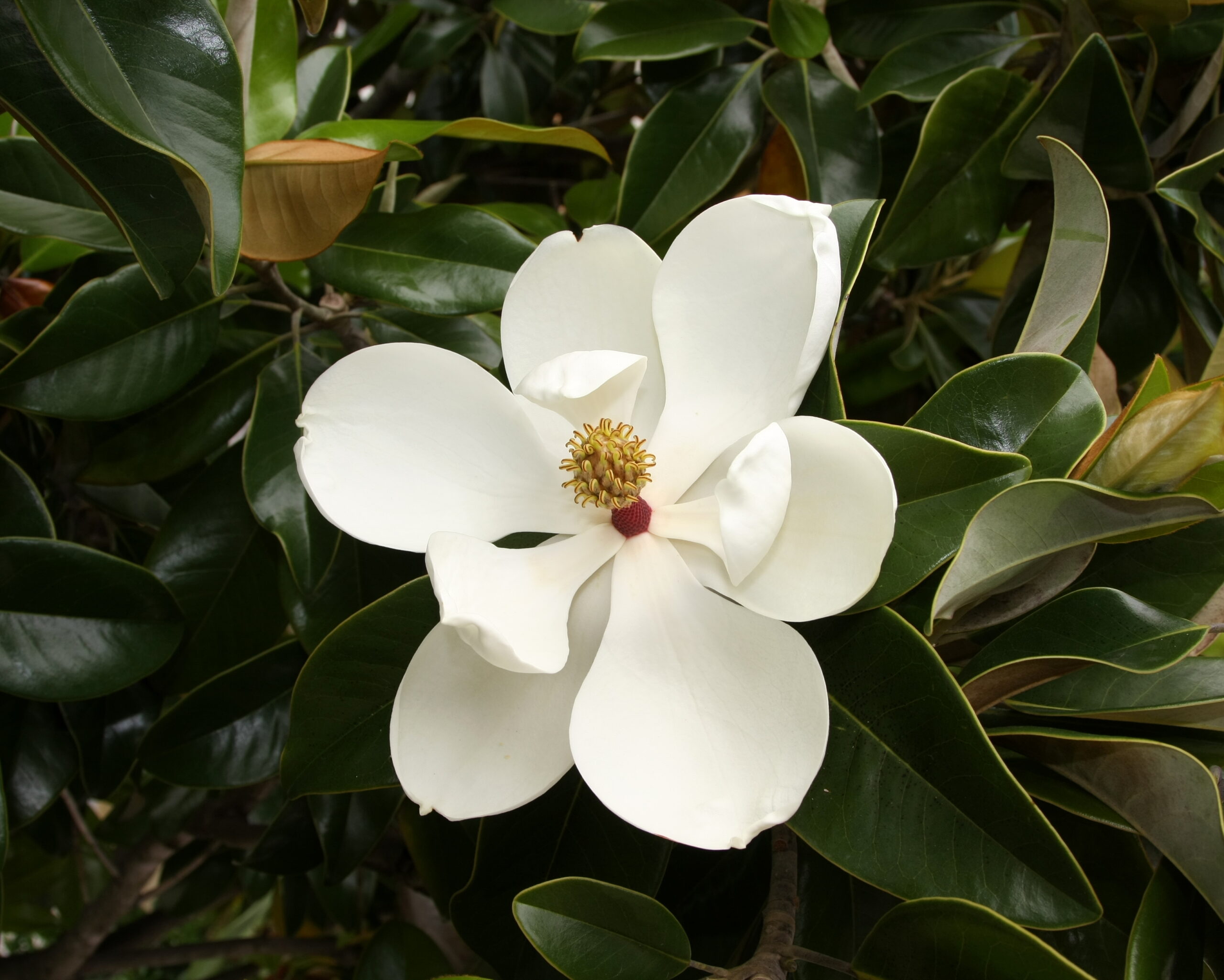 Magnolia grandiflora Gallisoniensis op stam - Image 2