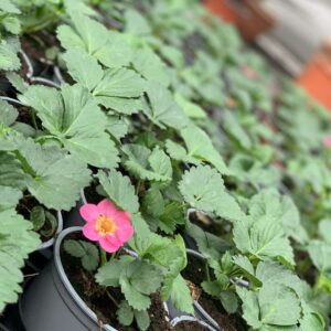 Aardbei Summer Breeze Cherry