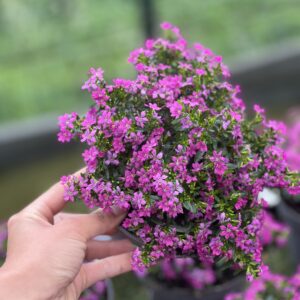 Cuphea hyssopifolia - Mexicaanse heide