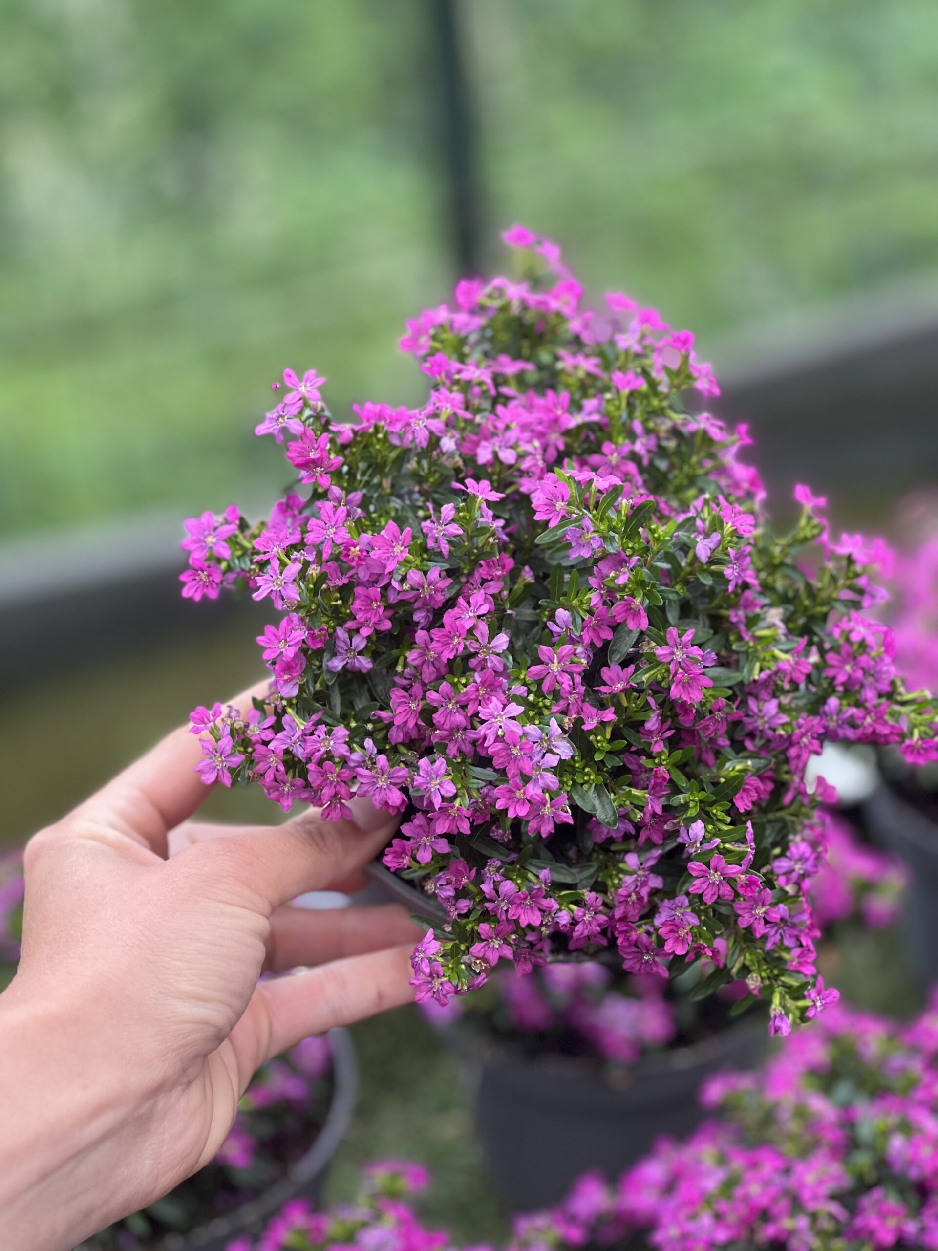 Cuphea hyssopifolia - Mexicaanse heide