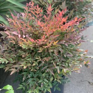 Nandina Domestica Obsessed - Hemelse Bamboe