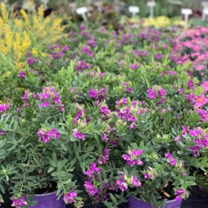 Polygala Myrtifolia klein
