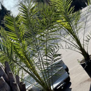Phoenix canariensis - Dadelpalm 180cm
