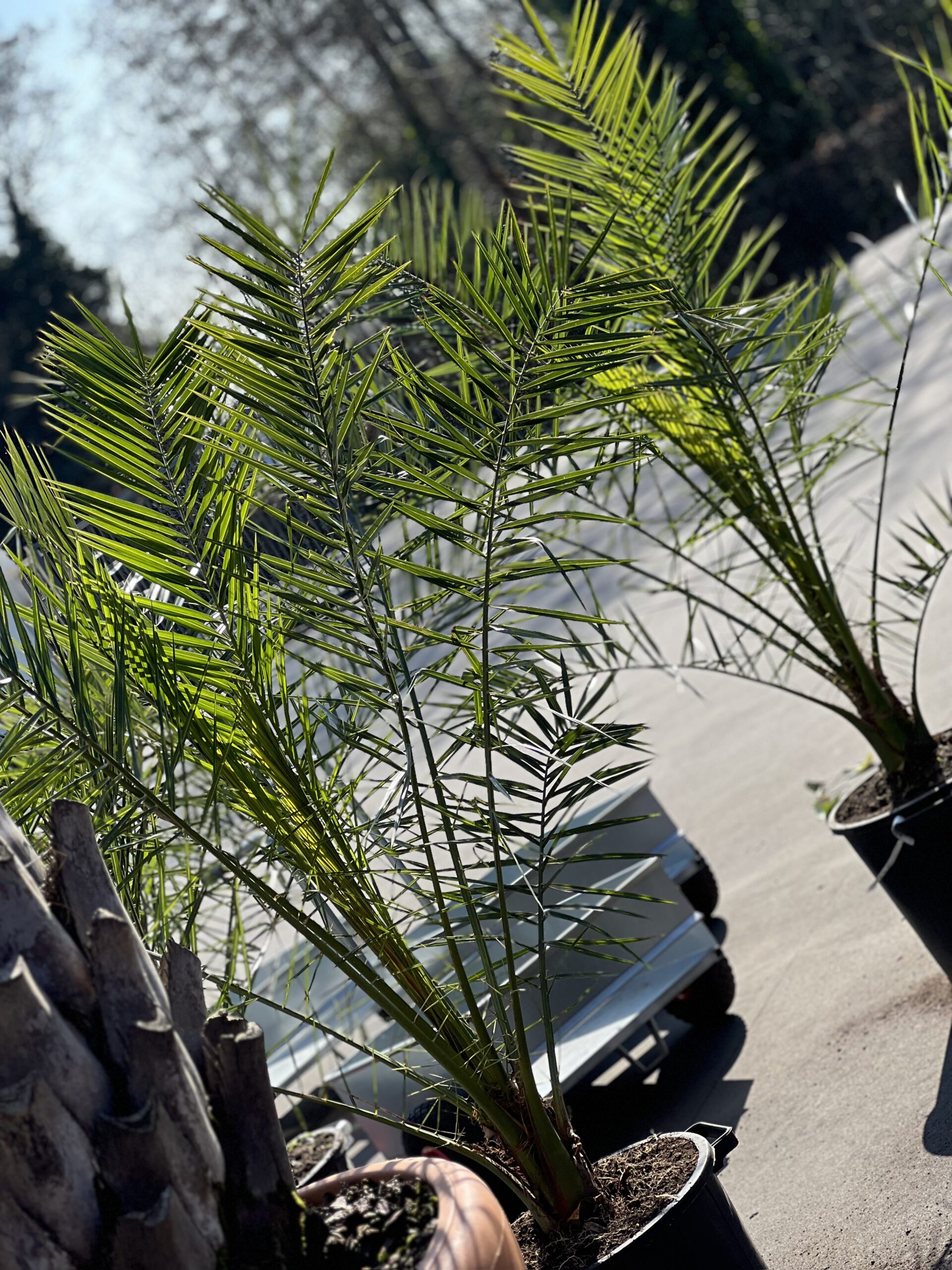 Phoenix canariensis - Dadelpalm 180cm