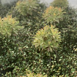 Euphorbia + Muehlenbeckia