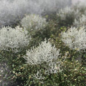 Calocephalus brownii + Muehlenbeckia