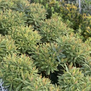 Euphorbia x martinii 'Ascot Rainbow' - Wolfsmelk pot 11