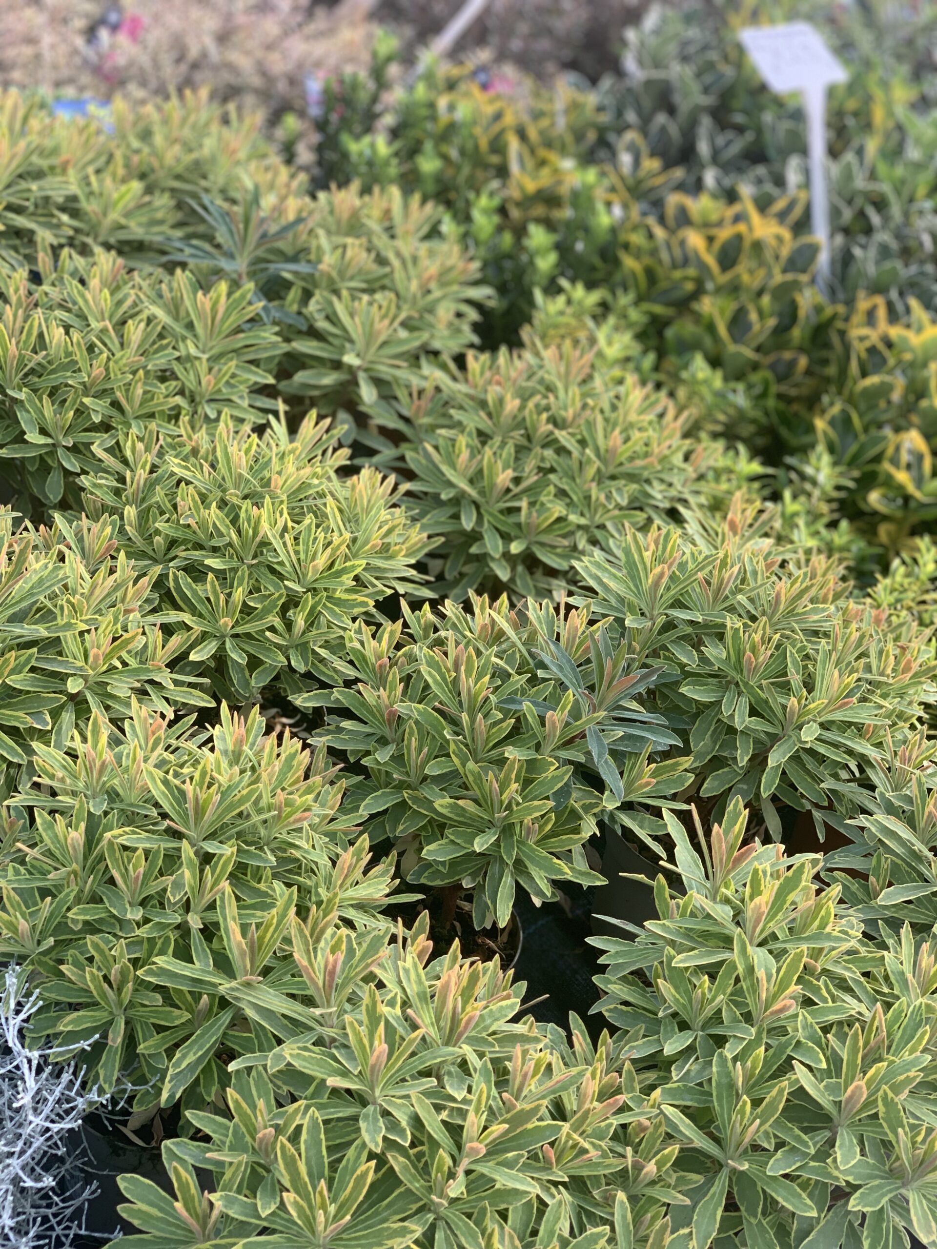 Euphorbia x martinii 'Ascot Rainbow' - Wolfsmelk pot 11