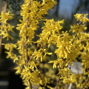 Forsythia Intermedia Spectabilis - Chinees klokje