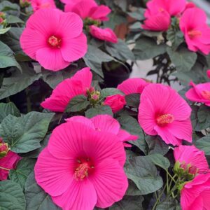Hibiscus XXL