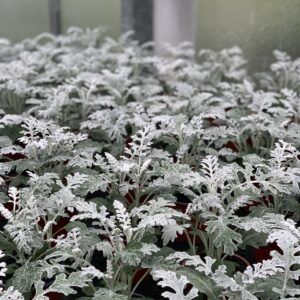 Zilverkruiskruid - Cineraria pot 10,5