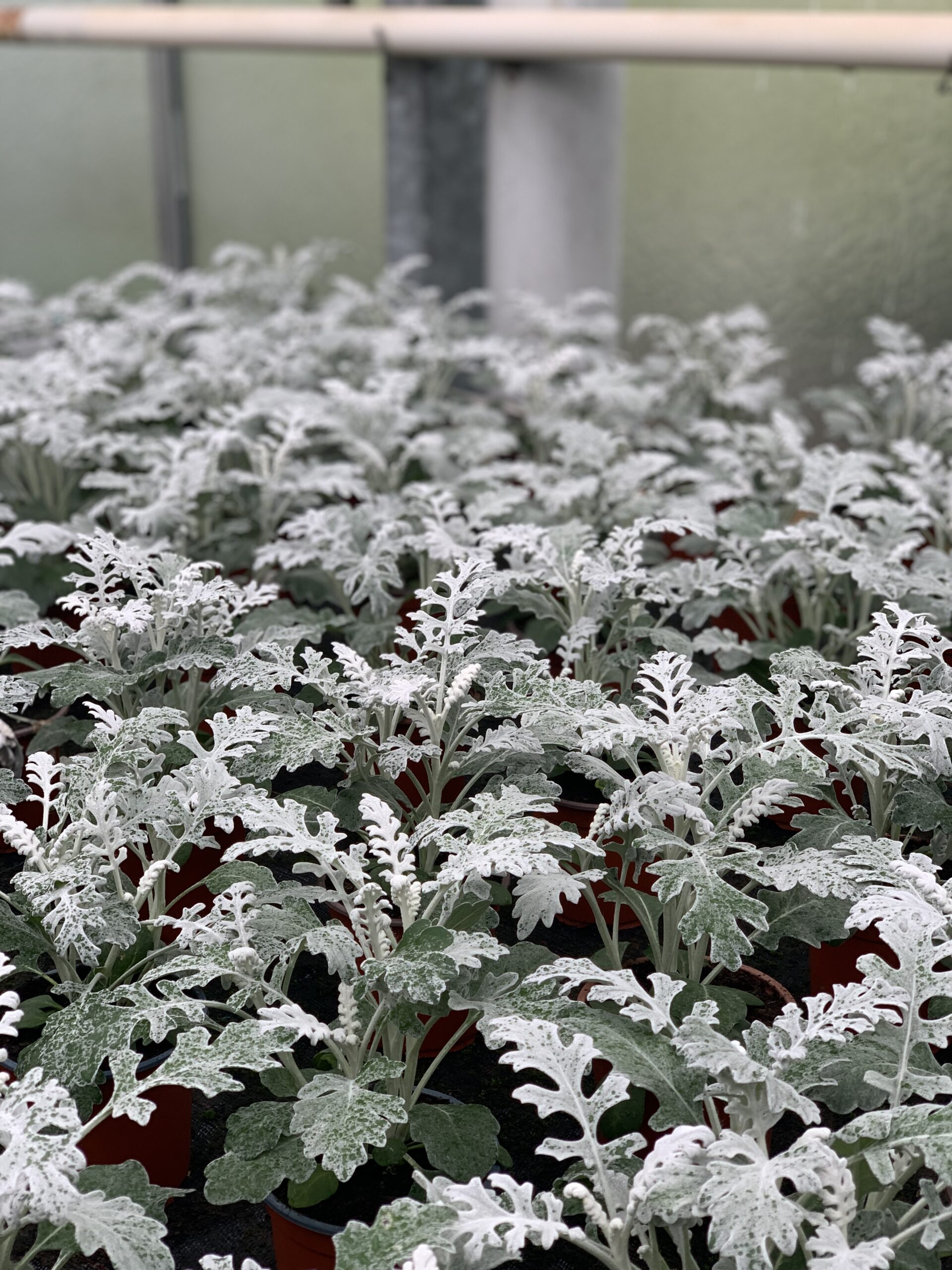 Zilverkruiskruid - Cineraria pot 10,5