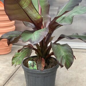 Bananenboom - Ensete ventricosum Maurelli