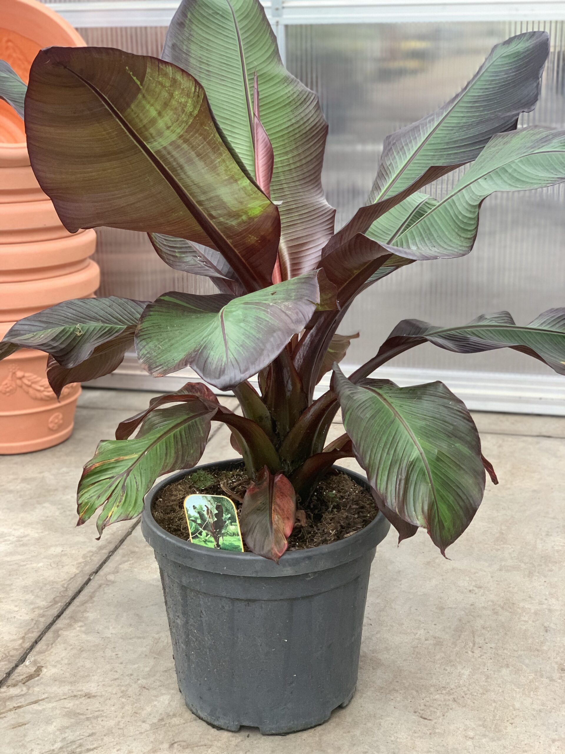 Bananenboom - Ensete ventricosum Maurelli