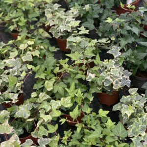 Klimop - Hedera pot 9