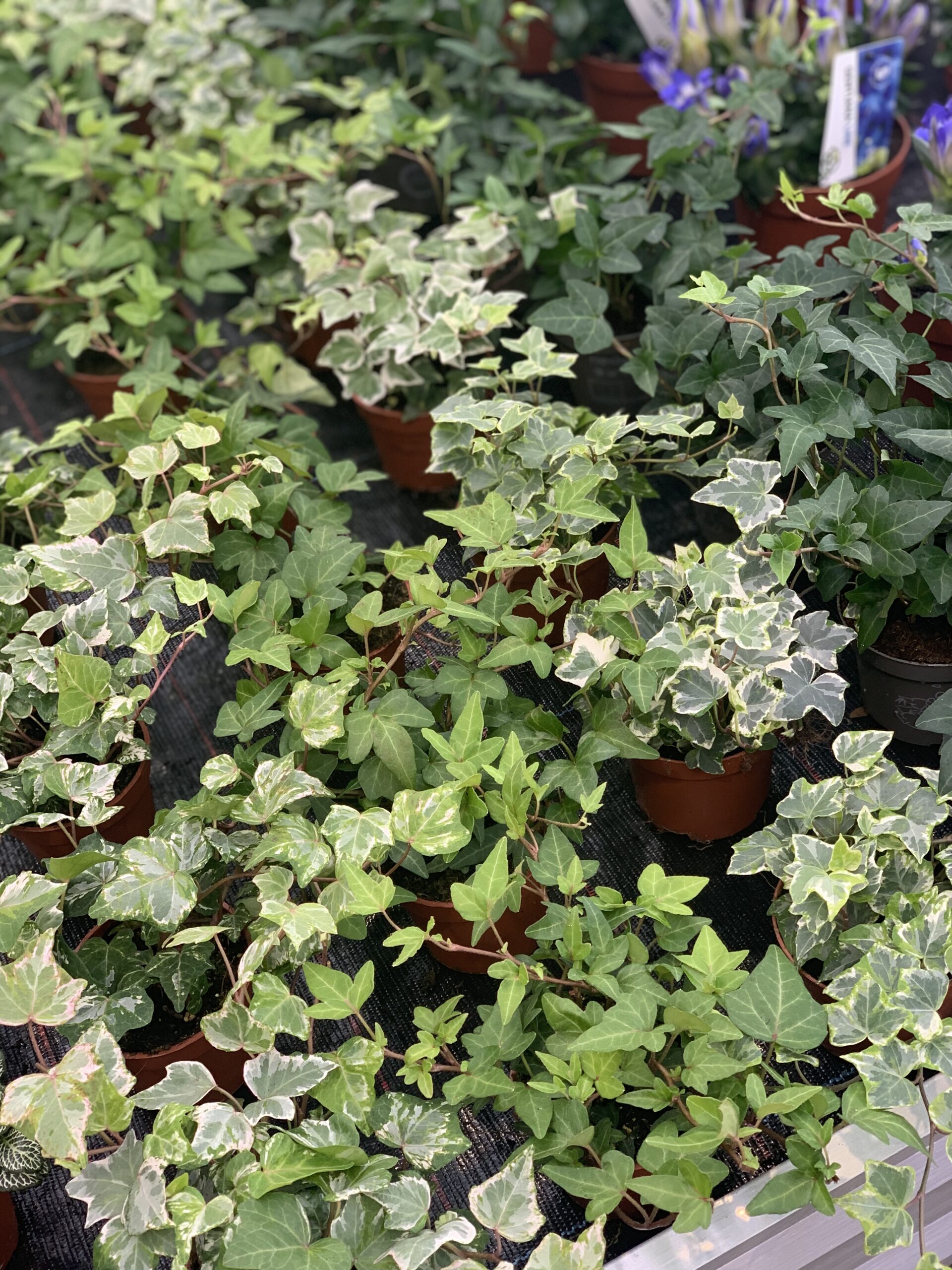 Klimop - Hedera pot 9