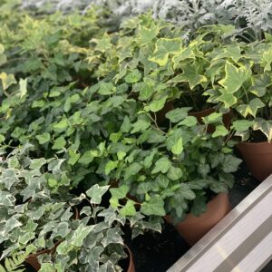 Klimop - hedera pot 13