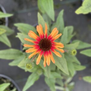 Echinacea Parrot