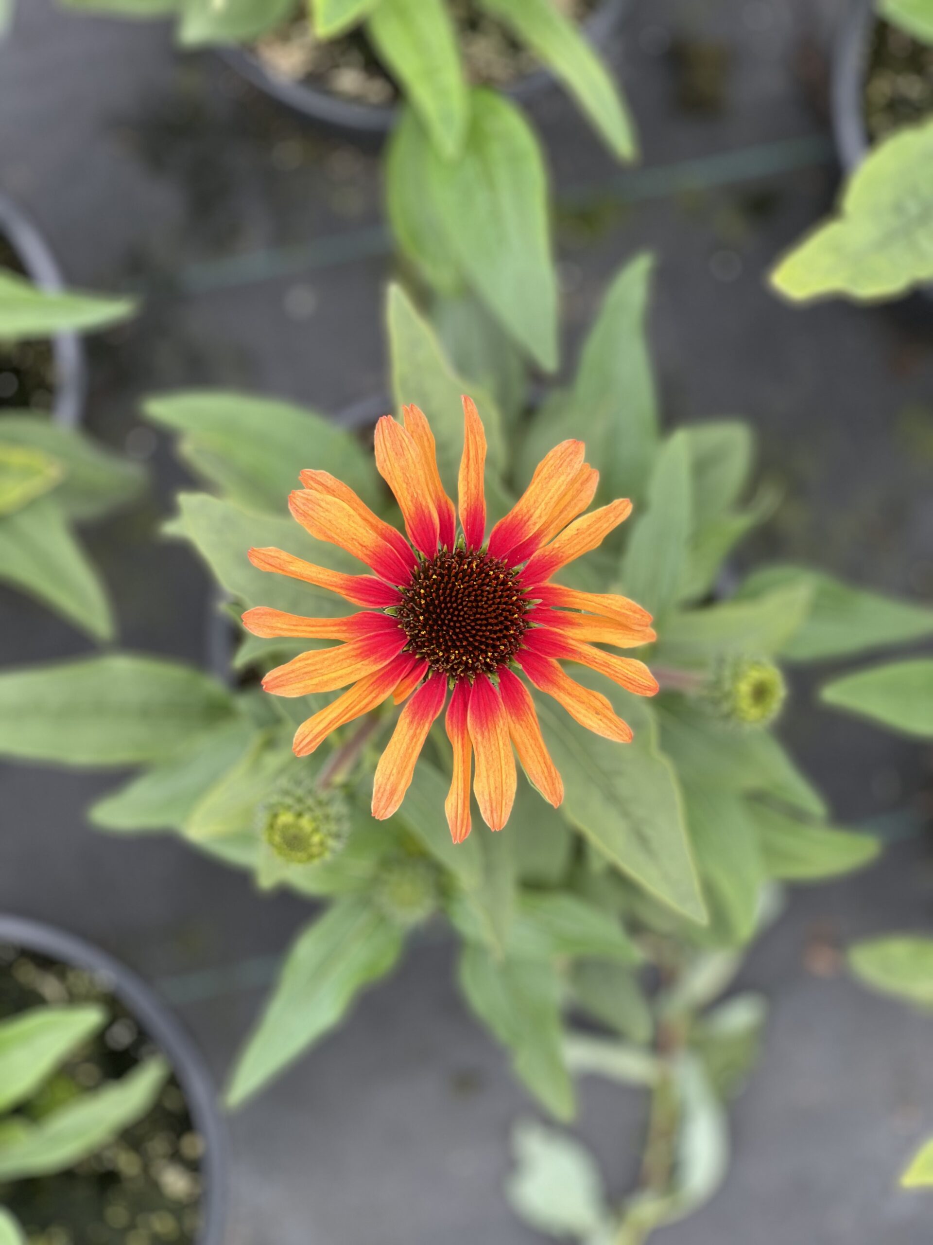 Echinacea Parrot