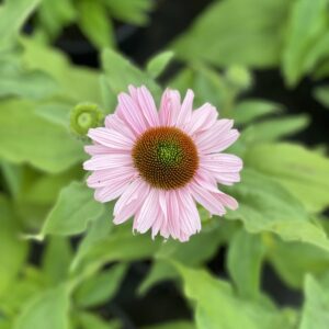 Echinacea Sunseekers Pink