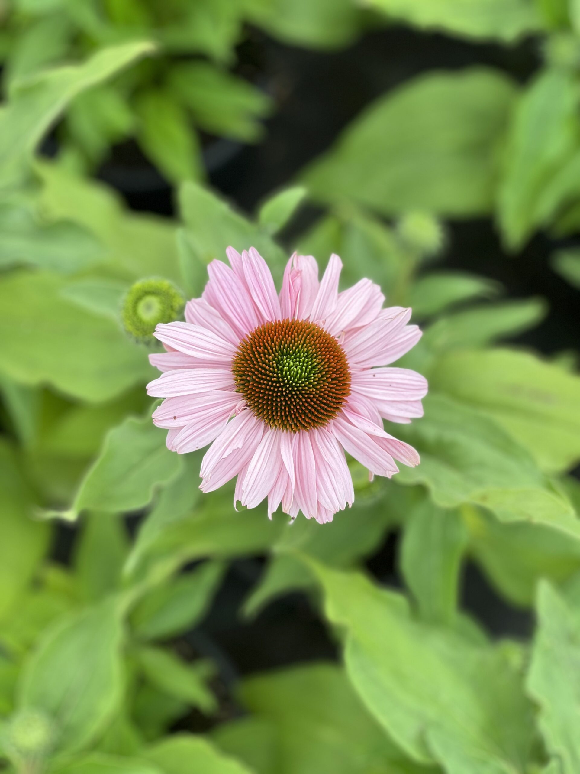 Echinacea Sunseekers Pink