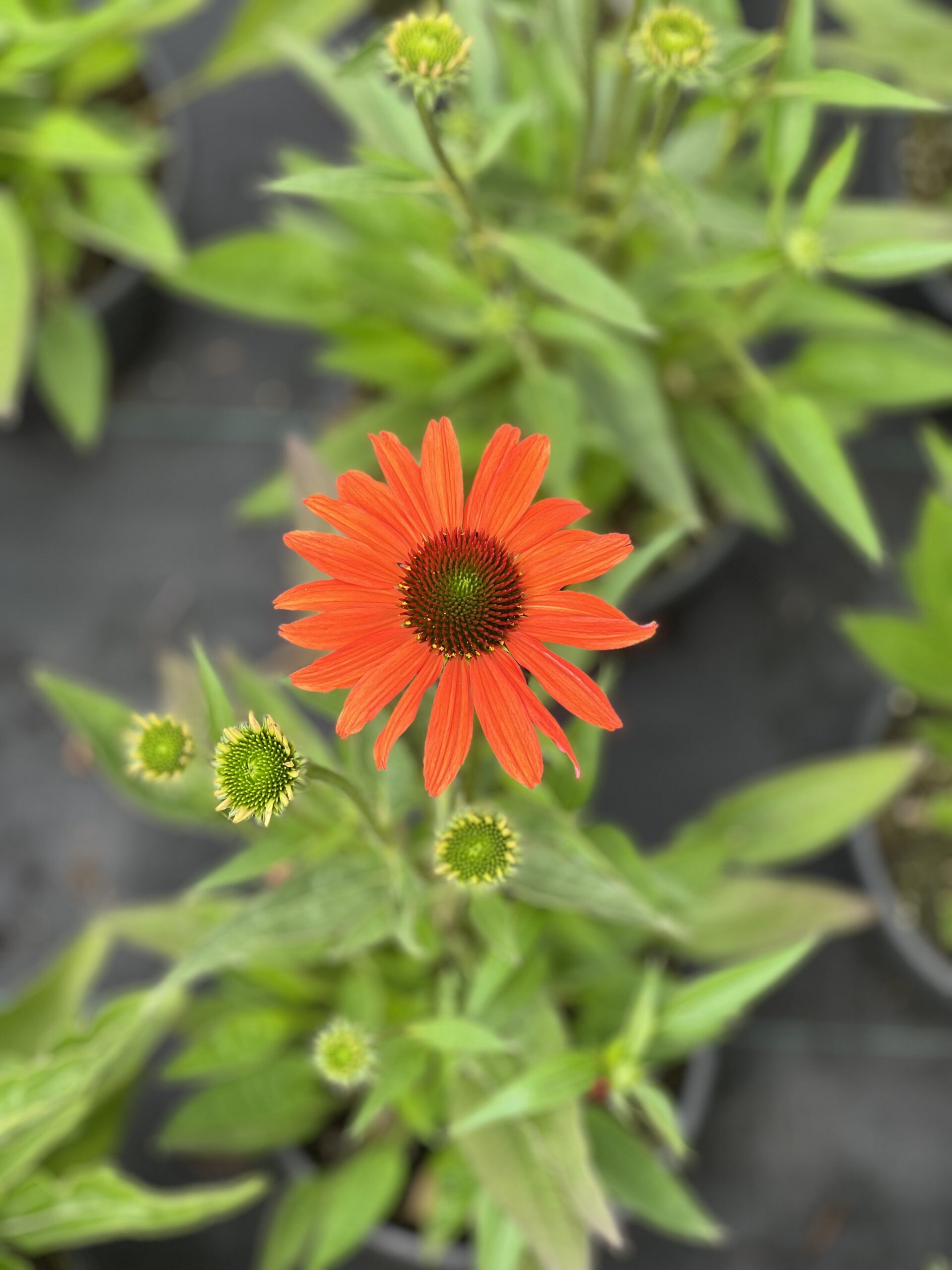 Echinacea Clementine