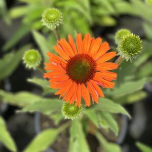 Echinacea Orange