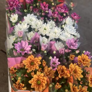 Chrysantemum Rubellum pot 9