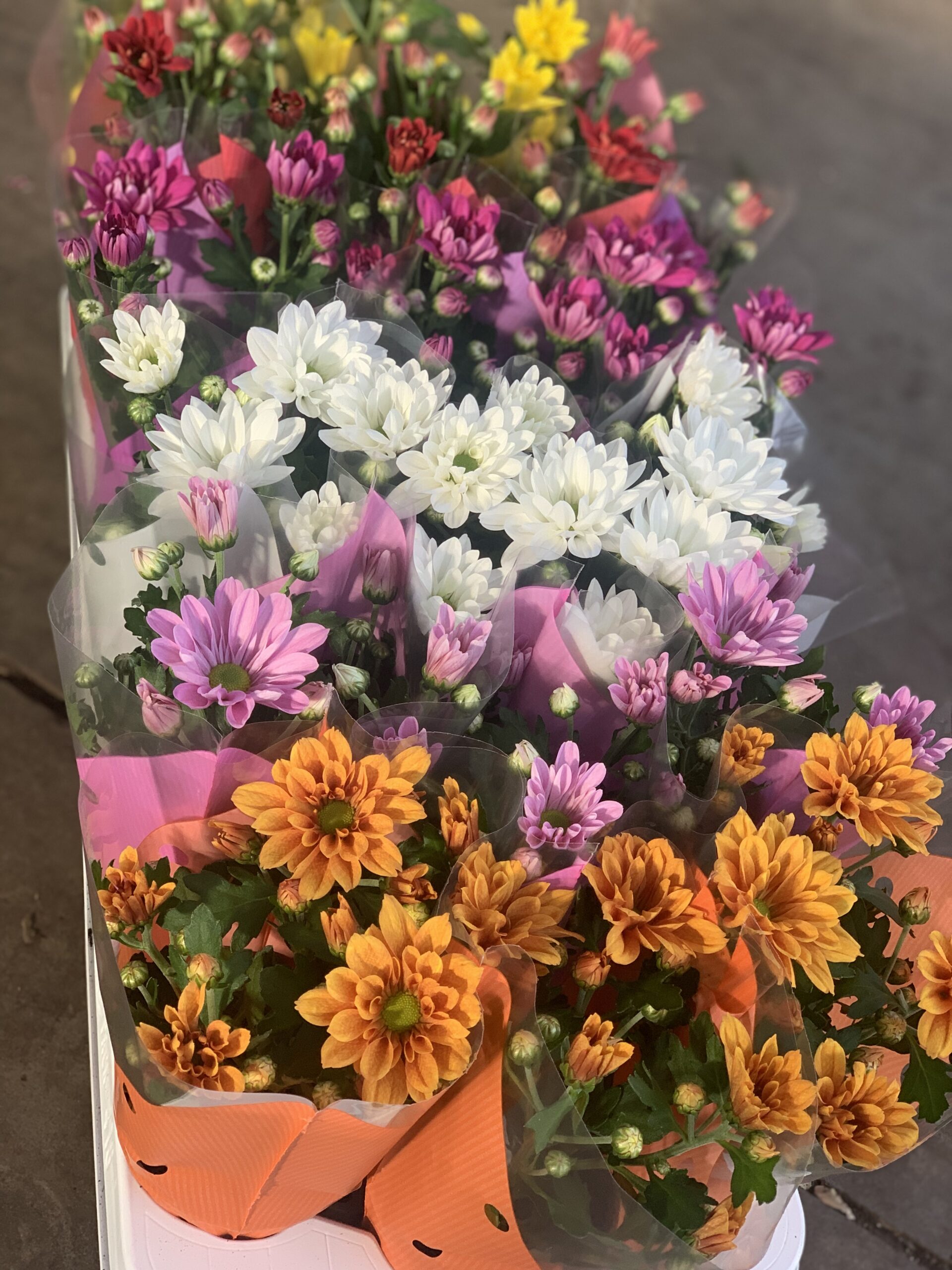 Chrysantemum Rubellum pot 9